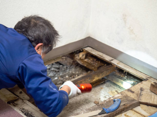 Best Black Mold Remediation in Weatherford, TX