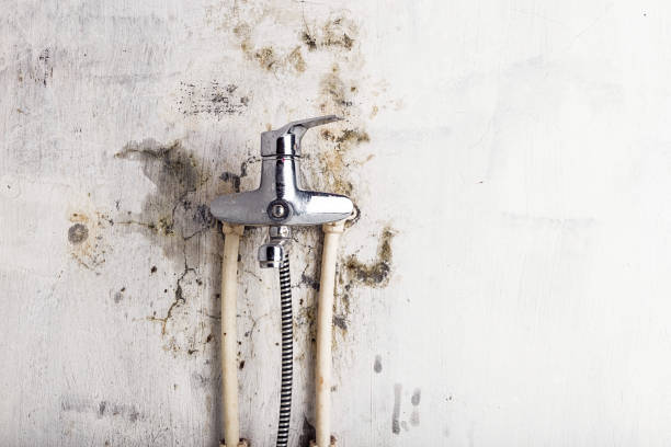 Best Insurance-Related Mold Remediation in Weatherford, TX
