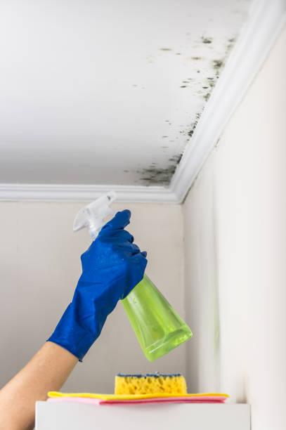 Best Attic Mold Remediation in Weatherford, TX